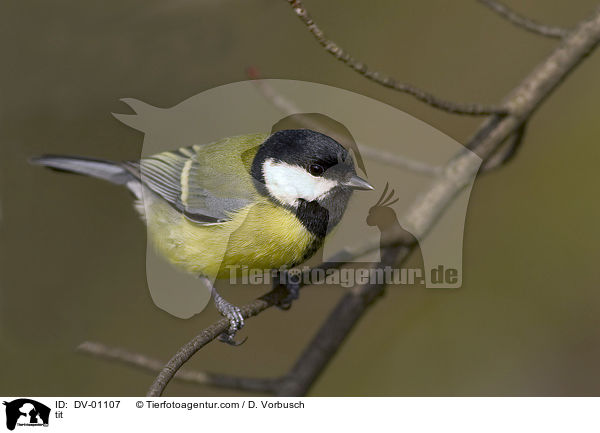 Kohlmeise / tit / DV-01107