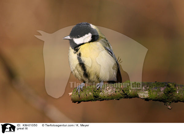 great tit / KM-01050