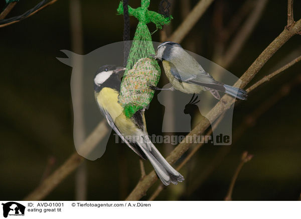 fressende Kohlmeise / eating great tit / AVD-01001