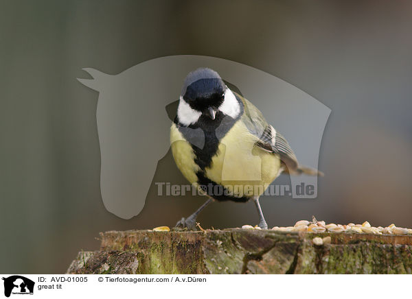 Kohlmeise / great tit / AVD-01005