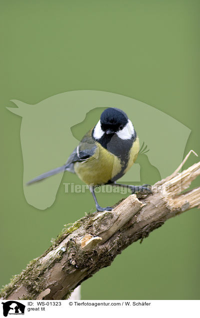 great tit / WS-01323