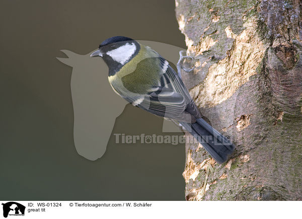 great tit / WS-01324