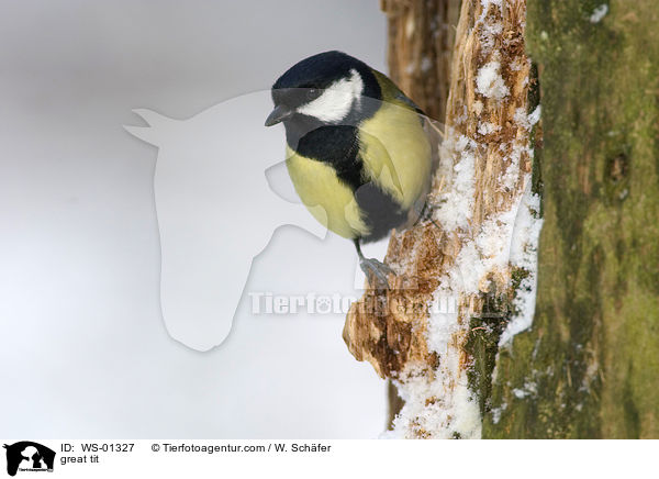 great tit / WS-01327