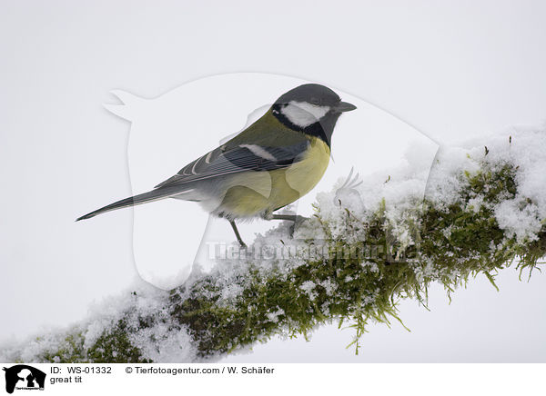 Kohlmeise / great tit / WS-01332