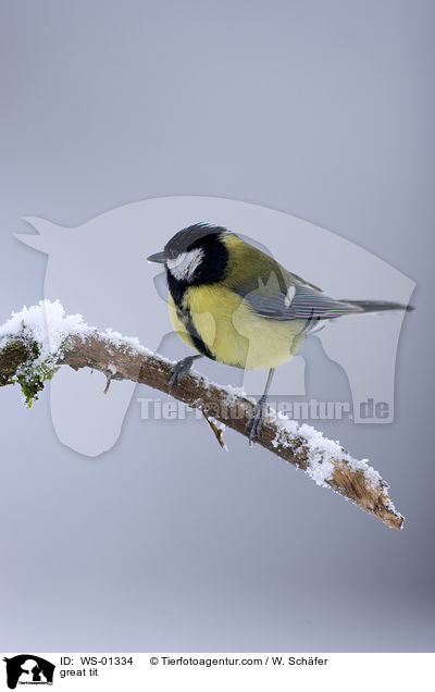 Kohlmeise / great tit / WS-01334