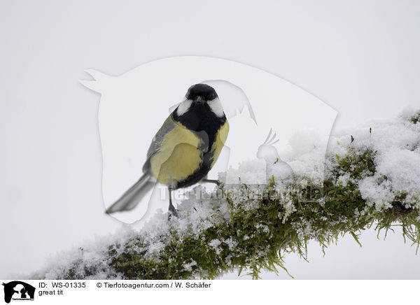 Kohlmeise / great tit / WS-01335