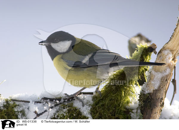 Kohlmeise / great tit / WS-01336