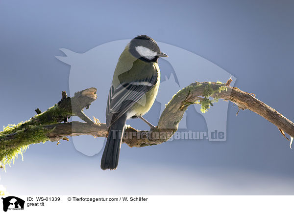 great tit / WS-01339