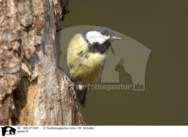 Kohlmeise / great tit / WS-01340