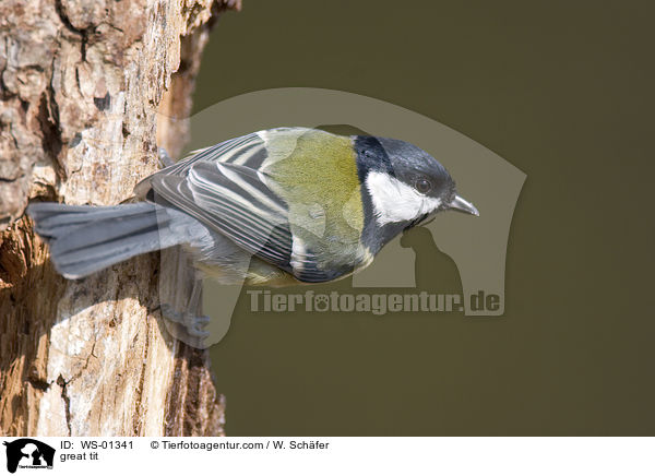 Kohlmeise / great tit / WS-01341