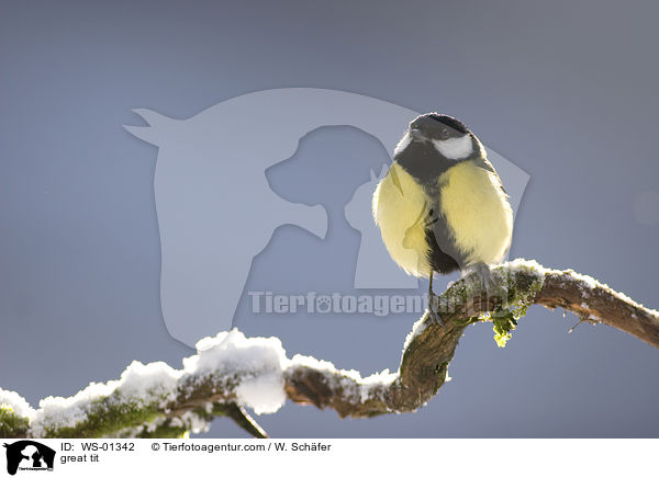 great tit / WS-01342