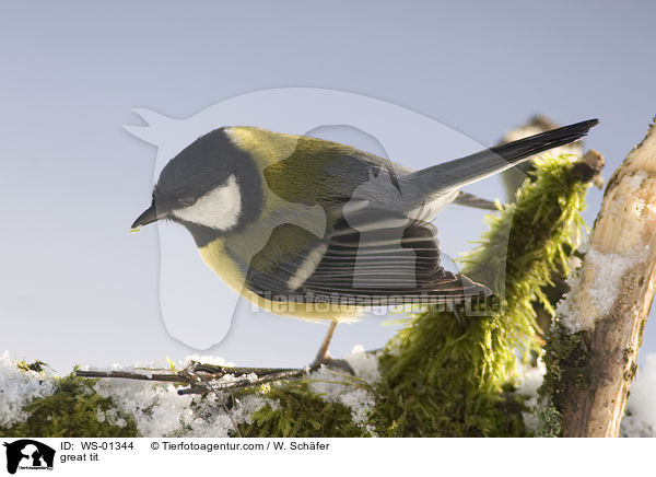 great tit / WS-01344