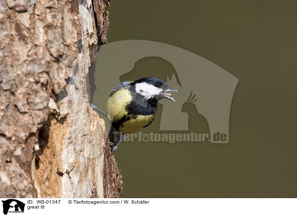 Kohlmeise / great tit / WS-01347