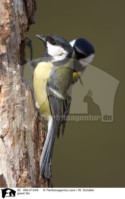 Kohlmeisen auf Futtersuche / great tits / WS-01349