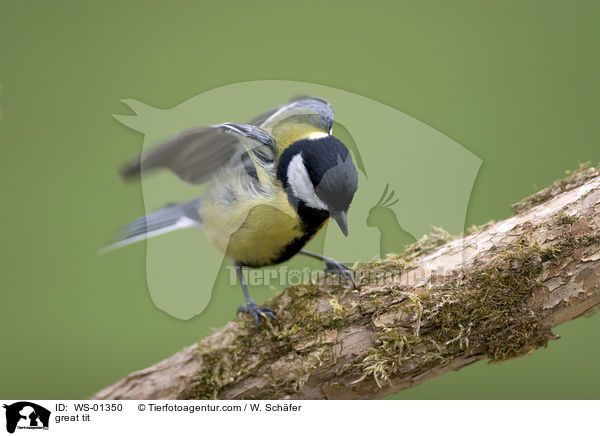 great tit / WS-01350