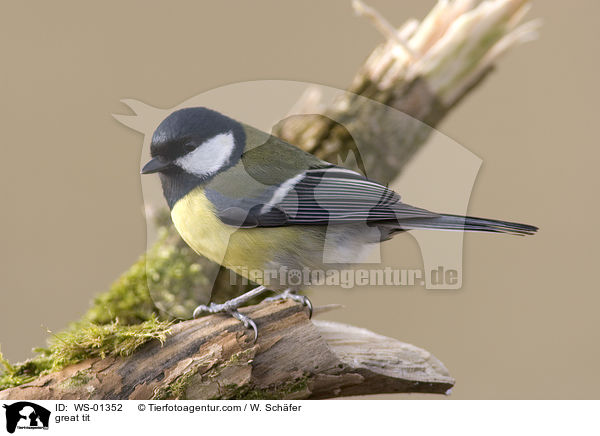 great tit / WS-01352