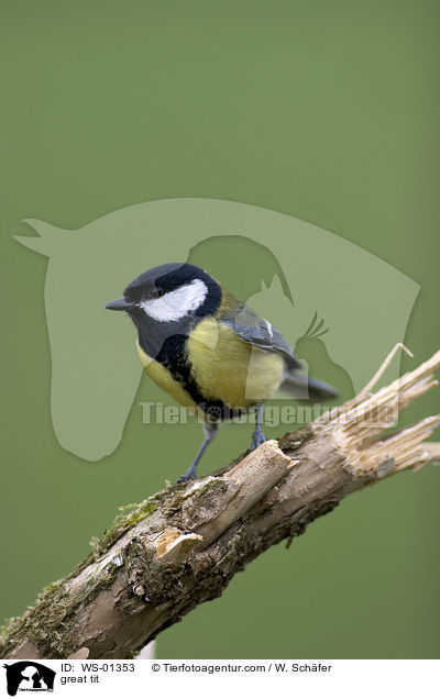 Kohlmeise / great tit / WS-01353