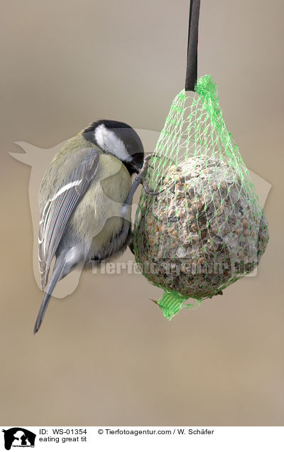 pickende Kohlmeise / eating great tit / WS-01354