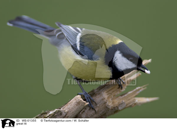 great tit / WS-01355