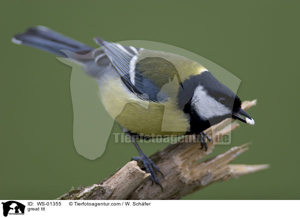 Kohlmeise / great tit / WS-01355