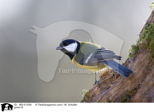 Kohlmeise / great tit / WS-01356