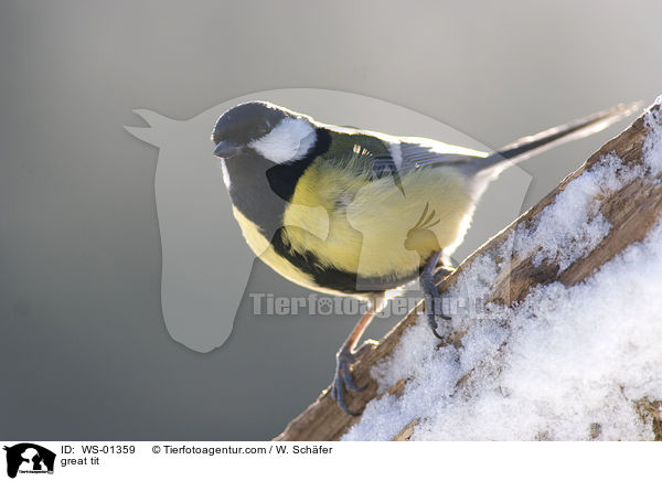 Kohlmeise / great tit / WS-01359