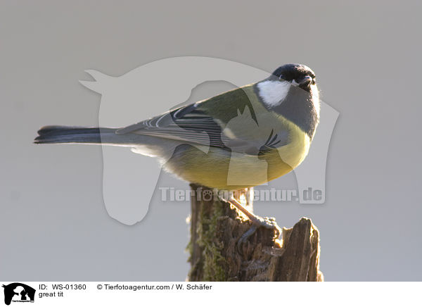 Kohlmeise / great tit / WS-01360