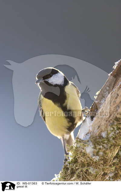 great tit / WS-01363