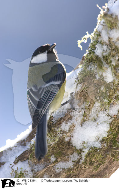 Kohlmeise / great tit / WS-01364