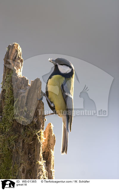 great tit / WS-01365
