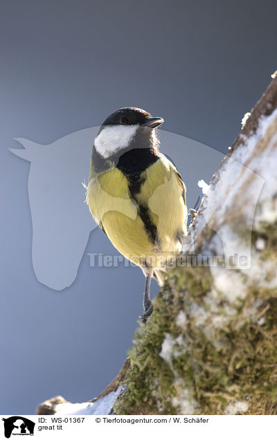 Kohlmeise / great tit / WS-01367