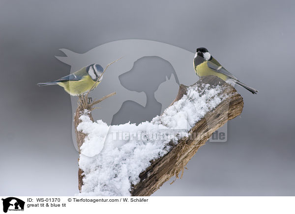 Kohlmeise und Blaumeise / great tit & blue tit / WS-01370