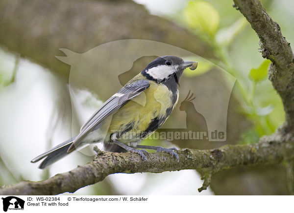 Kohlmeise mit Futter / Great Tit with food / WS-02384