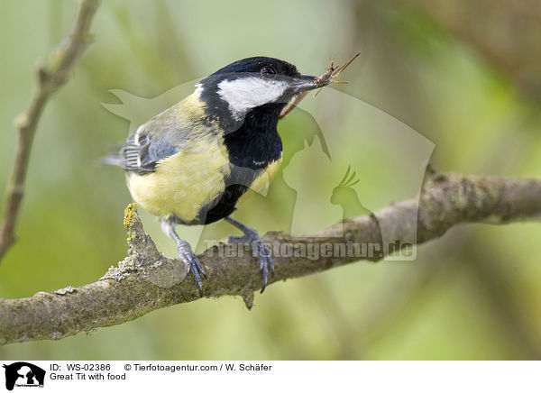 Kohlmeise mit Futter / Great Tit with food / WS-02386