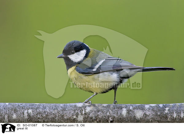 Kohlmeise / great tit / SO-01087
