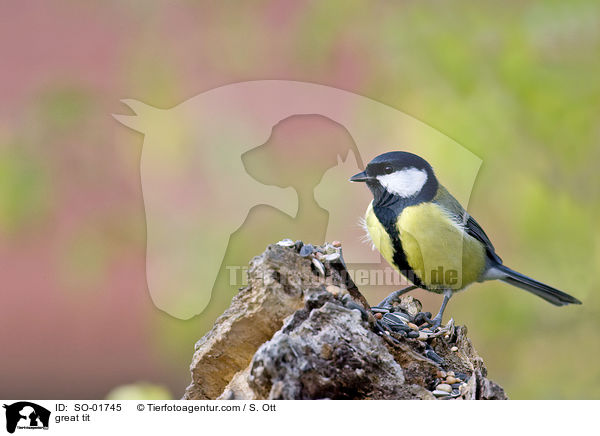 Kohlmeise / great tit / SO-01745