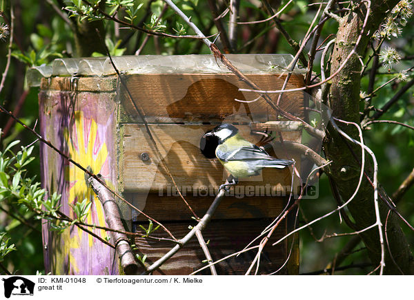 Kohlmeise / great tit / KMI-01048