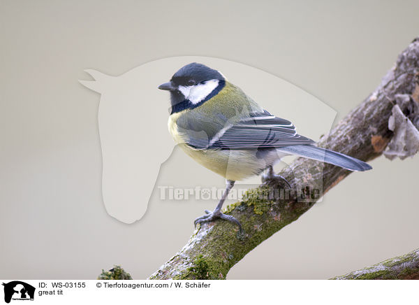 Kohlmeise / great tit / WS-03155