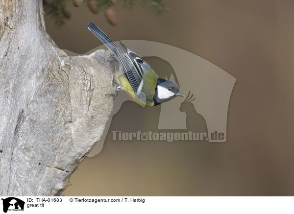 Kohlmeise / great tit / THA-01683