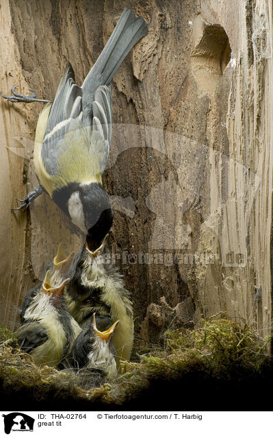 great tit / THA-02764