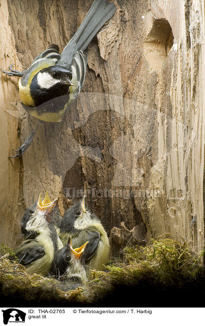 Kohlmeise / great tit / THA-02765