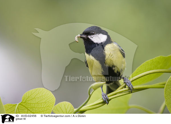 great tit / AVD-02456