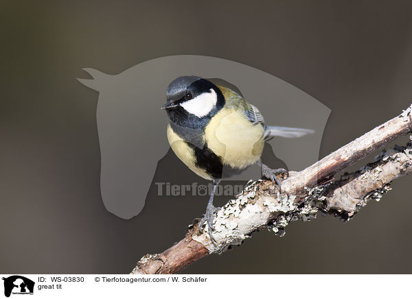 Kohlmeise / great tit / WS-03830