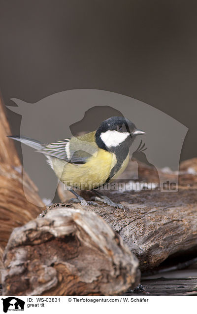 great tit / WS-03831