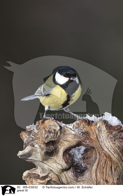great tit / WS-03832