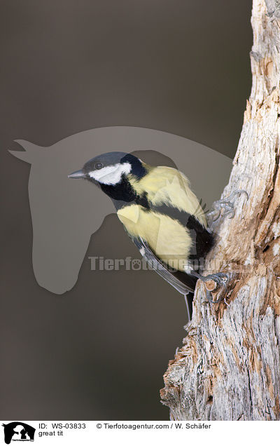 great tit / WS-03833
