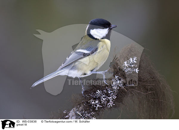 great tit / WS-03836