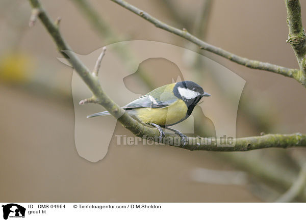 Kohlmeise / great tit / DMS-04964