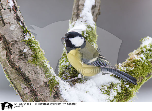 Kohlmeise / great tit / WS-04166