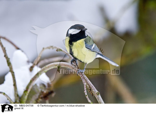 great tit / MBS-04706